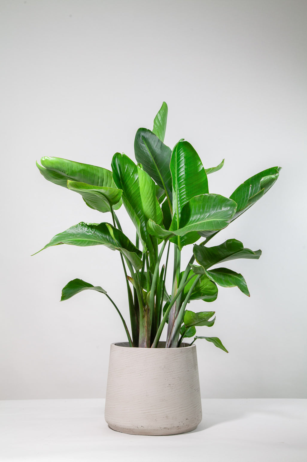 files/IndoorPlants-StudioShots13.11.2023-792.jpg